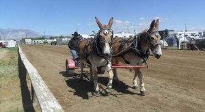 Driver with two-mule cart team.