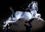 Lipizzaner horse performing a capriole - jumping in the air and kicking out with its hind legs.