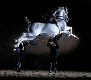 Lipizzaner horse performing a capriole - jumping in the air and kicking out with its hind legs.