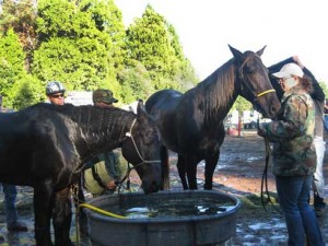 Black horses refresh at a water trough.