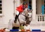 McLain Ward and his great grey hores, Antares F