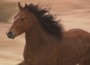 Wild Mustang running across the plain.