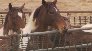 Paint Mustangs peer over a fence.