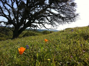 Poppy flowers dot the landscape at Rockville Trails.