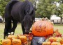 Black horse eating a pumpkin