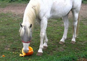 White horse eating a pumpkin