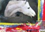 Blenheim Equisports 2012 Las Vegas National Poster