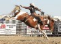 Saddle bronc champ Joaquin Real lets 'er rip on a Paint mount.