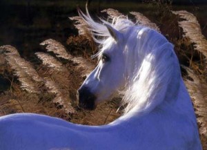 A grey Andalusian stallion's mane blows amidst the cattails in the wind.