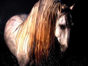 Majestic Vandalo-type Andalusian stallion emerges from water.