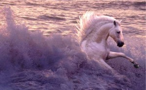 This white horse looks pink splashing through the sunset surf.