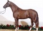 Liver chestnut KWPN stallion Vitalis shimmers like a deep copper coin.