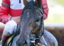 Orb glistens with sweat after a race.