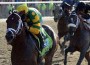 Palace Malice pounds down the homestretch flashing green and yellow silks.