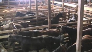 Horses in a chute awaiting auction to "killer buyers" representing slaughter houses.