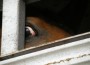 Frightened eye of horse bound for slaughter.