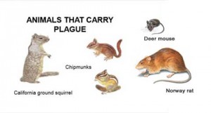 Chart featuring a squirrel, chipmunk, rat and mouse -- forest animals susceptible to the fleas that carry plague.