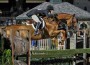 Liza Boyd and Brunello jump a lovely grass-covered hunter obstacle.