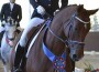 liberty-dressage.jpg