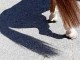 horse-posterior-in-shadow.jpg